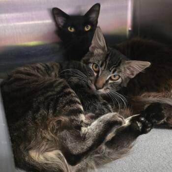 Nettle -  Domestic Short Hair Cat for Adoption in Spokane, Washington - Nettle | PetCurious