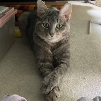 Rescue Domestic Short Hair Cats for Adoption in Reisterstown, Maryland - Betty "Boo" | PetCurious