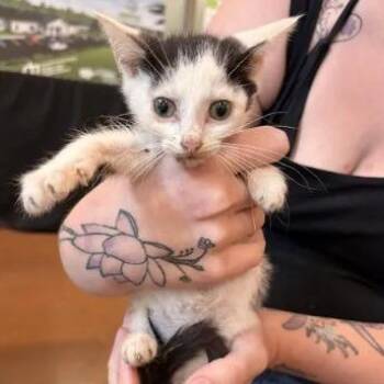 Wynken -  Domestic Short Hair Cat for Adoption in Lynchburg, Virginia - Wynken | PetCurious