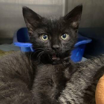 Rescue Domestic Short Hair Cats for Adoption in Belleville, Michigan - Buggsy | PetCurious