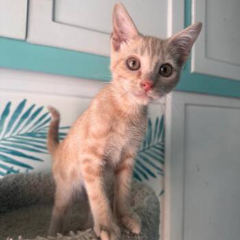 Roy -  Domestic Medium Hair Cat for Adoption in Los Angeles, California - Roy | PetCurious