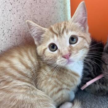 Ducky -  Domestic Short Hair Cat for Adoption in Los Angeles, California - Ducky | PetCurious
