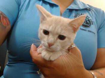 SUNSET -  Domestic Short Hair Cat for Adoption in Doral, Florida - SUNSET | PetCurious