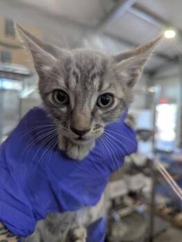 ALEJANDRO -  Domestic Short Hair Cat for Adoption in San Bernardino, California - ALEJANDRO | PetCurious