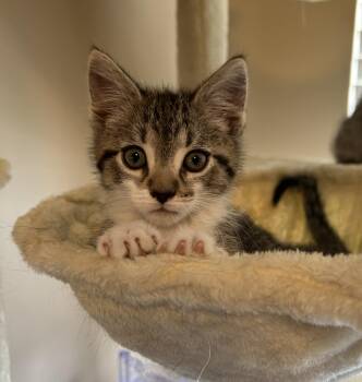 Domestic Short Hair Cats Available for Adoption in Lewis Center, Ohio - Benedict (Bridgerton Litter) | PetCurious