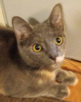 Rescue Domestic Short Hair Cats for Adoption in Dayton, Ohio - Booh | PetCurious