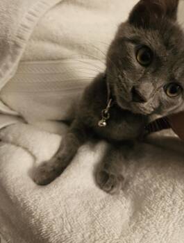 Purp -  Domestic Medium Hair Cat for Adoption in Virginia Beach, Virginia - Purp | PetCurious