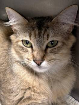 261111  Alexandra -  Domestic Medium Hair Cat for Adoption in Wetumpka, Alabama - 261111  Alexandra | PetCurious