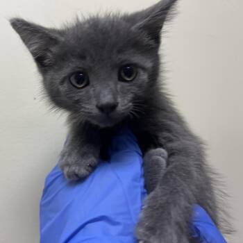 Domestic Short Hair Cats Available for Adoption in Pasadena, California - Mason Gray | PetCurious