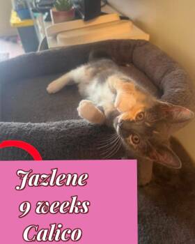 Jazlene (O) -  Calico Cat Available for Adoption in Liberty, New York - Jazlene (O) | PetCurious