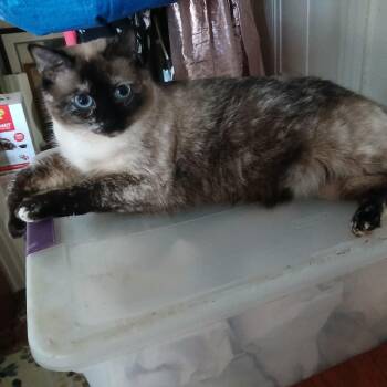 Lulu (Siamese) -  Siamese Cat for Adoption in Fairfax, Virginia - Lulu (Siamese) | PetCurious