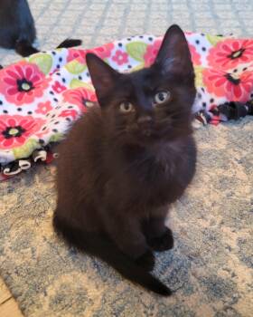 Thyme -  Domestic Short Hair Cat for Adoption in Rochester Hills, Michigan - Thyme | PetCurious