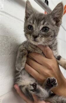 A595719 -  Domestic Short Hair Cat for Adoption in San Bernardino, California - A595719 | PetCurious