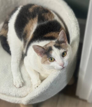 Rescue Domestic Short Hair Cats for Adoption in Mount Laurel Township, New Jersey - Avery Olaf | PetCurious