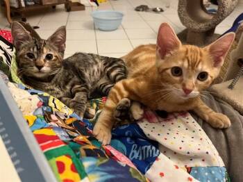 HAMILTON -  Domestic Short Hair Cat for Adoption in Omaha, Nebraska - HAMILTON | PetCurious