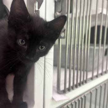 American Shorthair Cats Available for Adoption in Peconic, New York - Beefy | PetCurious