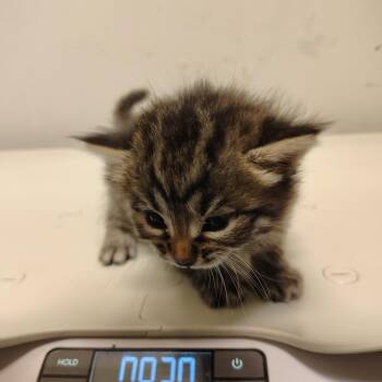Ms. Floof -  Domestic Medium Hair Cat for Adoption in Coos Bay, Oregon - Ms. Floof | PetCurious