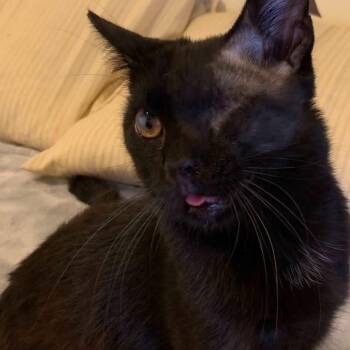 Willie -  Domestic Short Hair Cat for Adoption - Willie | PetCurious