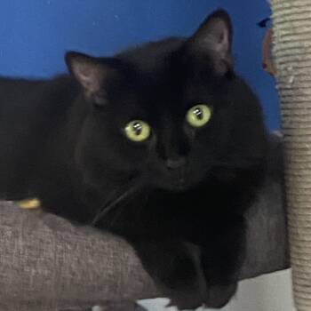 Rescue Domestic Short Hair Cats for Adoption in Sarasota, Florida - Ashley | PetCurious