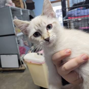 Domestic Short Hair Cats Available for Adoption - Pearl | PetCurious