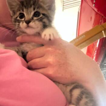 Taryn -  Domestic Short Hair Cat for Adoption in Ferndale, Washington - Taryn | PetCurious