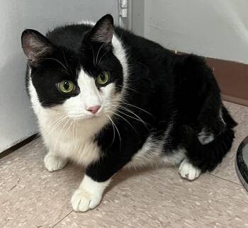 SPIDER (CR/SC) -  Domestic Short Hair Cat for Adoption in Sainte-angèle-de-monnoir, Quebec - SPIDER (CR/SC) | PetCurious
