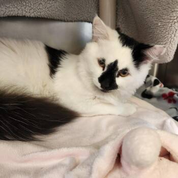 Mango -  Domestic Short Hair Cat for Adoption in Brockton, Massachusetts - Mango | PetCurious