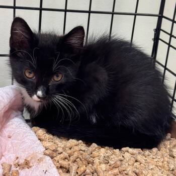 Templeton -  Domestic Short Hair Cat for Adoption in Lynchburg, Virginia - Templeton | PetCurious