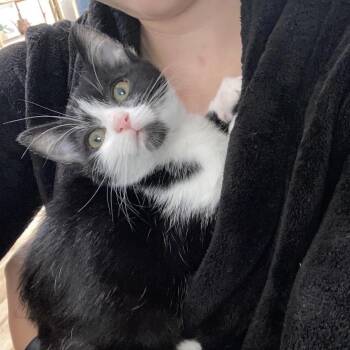 James -  Domestic Short Hair Cat for Adoption in Madison, Wisconsin - James | PetCurious