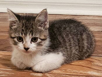 Rescue Domestic Short Hair Cats for Adoption in Apopka, Florida - Avella 9.3.25 | PetCurious