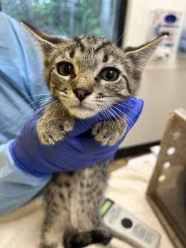 Calamansi -  Domestic Short Hair Cat for Adoption in Raleigh, North Carolina - Calamansi | PetCurious