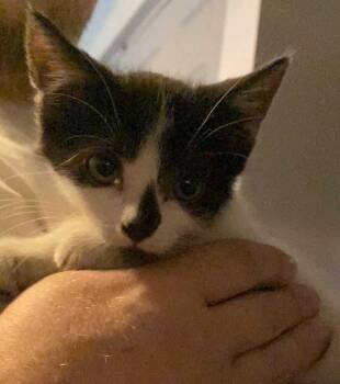 Winnie -  Domestic Short Hair Cat for Adoption in West Mifflin, Pennsylvania - Winnie | PetCurious