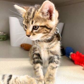 Domestic Medium Hair Cats Available for Adoption in Aurora, Colorado - RACER | PetCurious