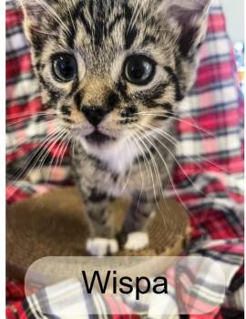Rescue Domestic Short Hair Cats for Adoption in Murfreesboro, Tennessee - Wispa | PetCurious