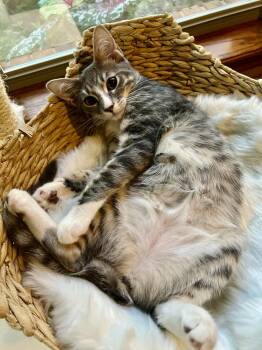 Bisque (Souper Kittens) -  Domestic Short Hair Cat for Adoption in Blanchard, Oklahoma - Bisque (Souper Kittens) | PetCurious