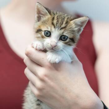 007-30866 -  Domestic Short Hair Cat for Adoption in Memphis, Tennessee - 007-30866 | PetCurious