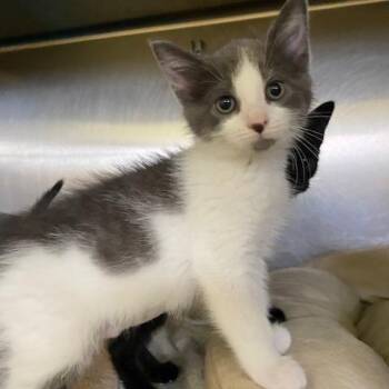 Beauicat -  Domestic Short Hair Cat for Adoption in Dayton, Ohio - Beauicat | PetCurious