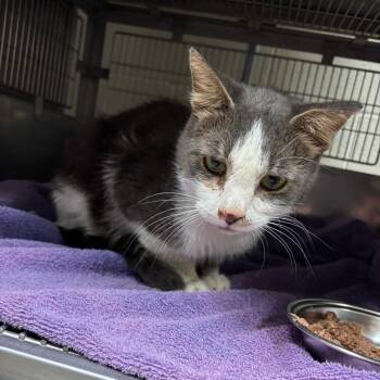 Mr. Dan -  Domestic Short Hair Cat for Adoption in Bristol, Indiana - Mr. Dan | PetCurious