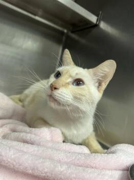 Domestic Short Hair Cats Available for Adoption in Pasadena, Texas - MITTEN | PetCurious