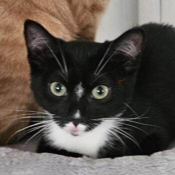 Blaze -  Domestic Short Hair Cat for Adoption in Los Angeles, California - Blaze | PetCurious