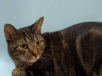 Buddy aka Mario Robbins -  Domestic Short Hair Cat for Adoption in Woodbury, Minnesota - Buddy Aka Mario Robbins | PetCurious