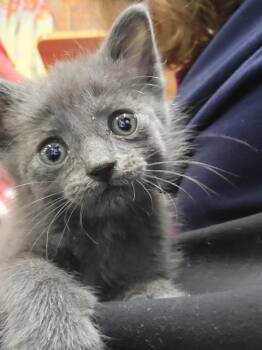 GOBBLIN -  Domestic Short Hair Cat Available for Adoption - GOBBLIN | PetCurious