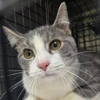 Domestic Short Hair Cats Available for Adoption in Bristol, Indiana - Cairo | PetCurious