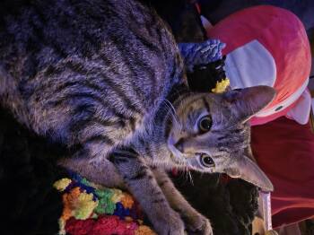 Rescue Tabby Cats for Adoption in Eugene, Oregon - Tiger Millionaire | PetCurious