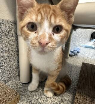 Orpheus (ID 52646) -  Domestic Short Hair Cat for Adoption in Manassas, Virginia - Orpheus (ID 52646) | PetCurious
