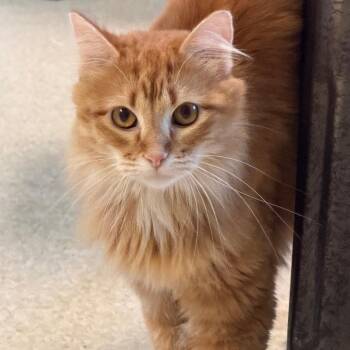 Maple -  Domestic Medium Hair Cat for Adoption in Milford, Iowa - Maple | PetCurious