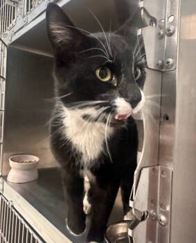 Rescue Domestic Short Hair Cats for Adoption in Twinsburg, Ohio - Fenrir | PetCurious