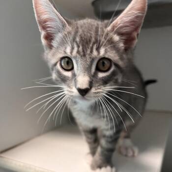 Macadamia -  Domestic Short Hair Cat for Adoption in Long Beach, California - Macadamia | PetCurious