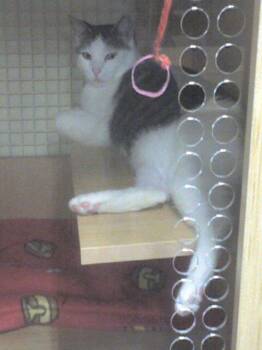 Domestic Short Hair Cats Available for Adoption - Buddha | PetCurious