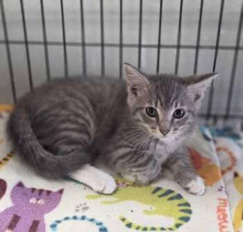 Oakleigh -  Domestic Short Hair Cat for Adoption in Baton Rouge, Louisiana - Oakleigh | PetCurious